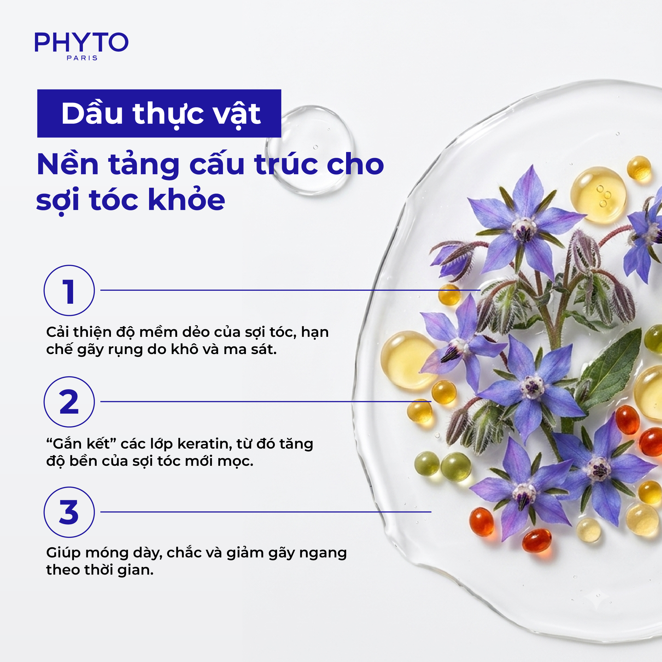 dau thuc vat trong Phyto Phanere ho tro cau truc va suc khoe soi toc