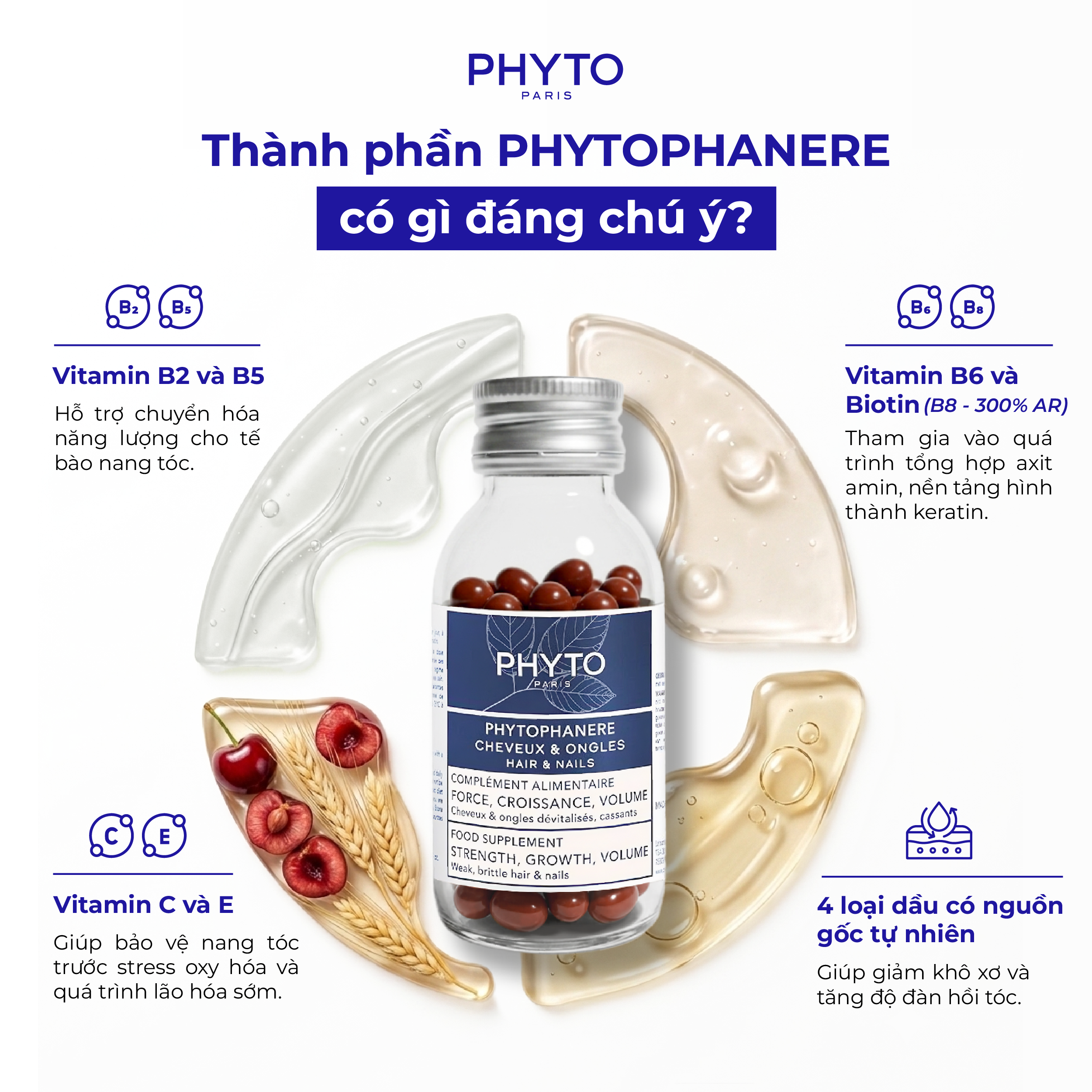 thanh phan noi bat trong vien uong Phyto Phanere