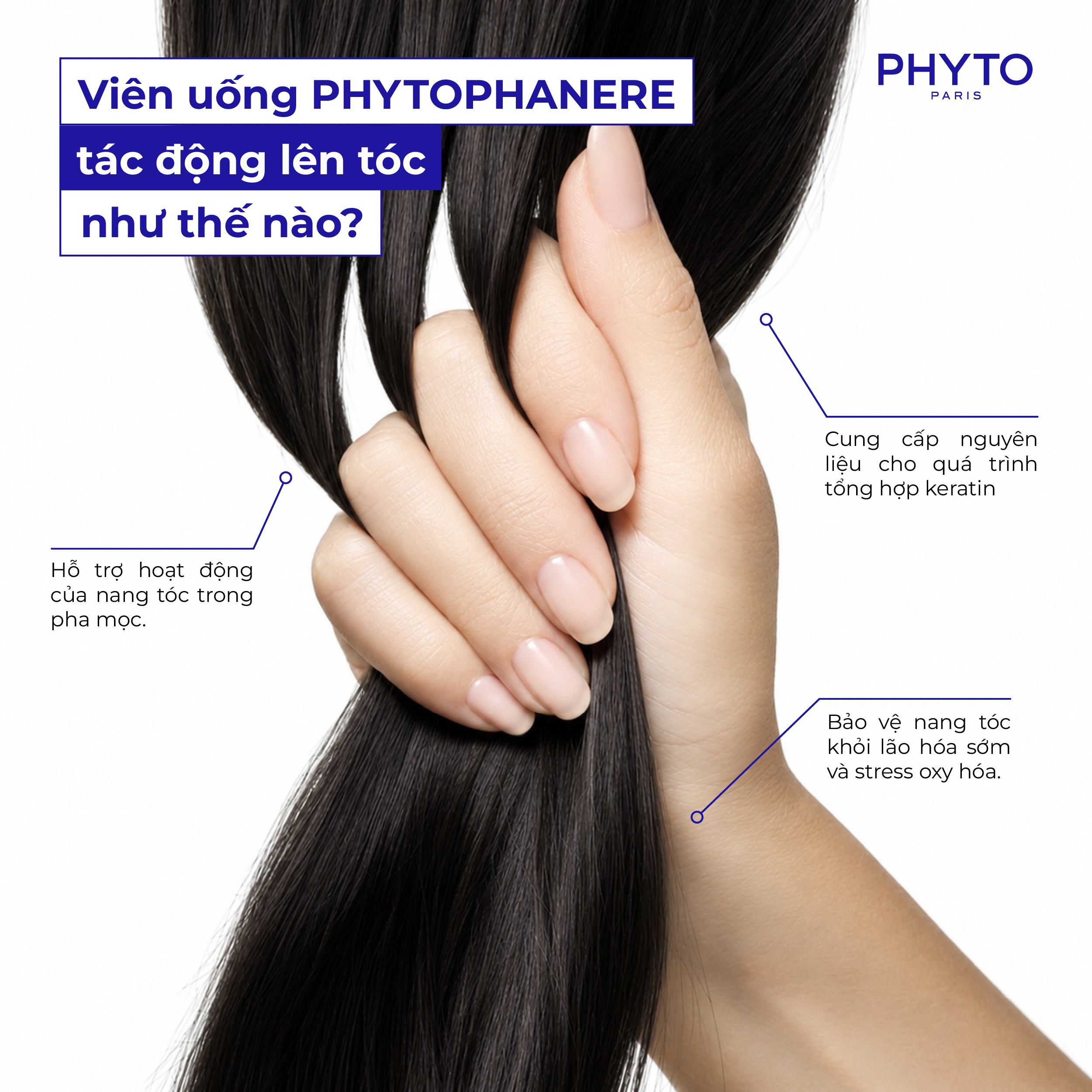 vien uong Phyto Phanere va vai tro ho tro suc khoe va phat trien cua toc
